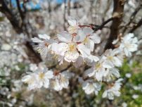 又逢樱桃花开时