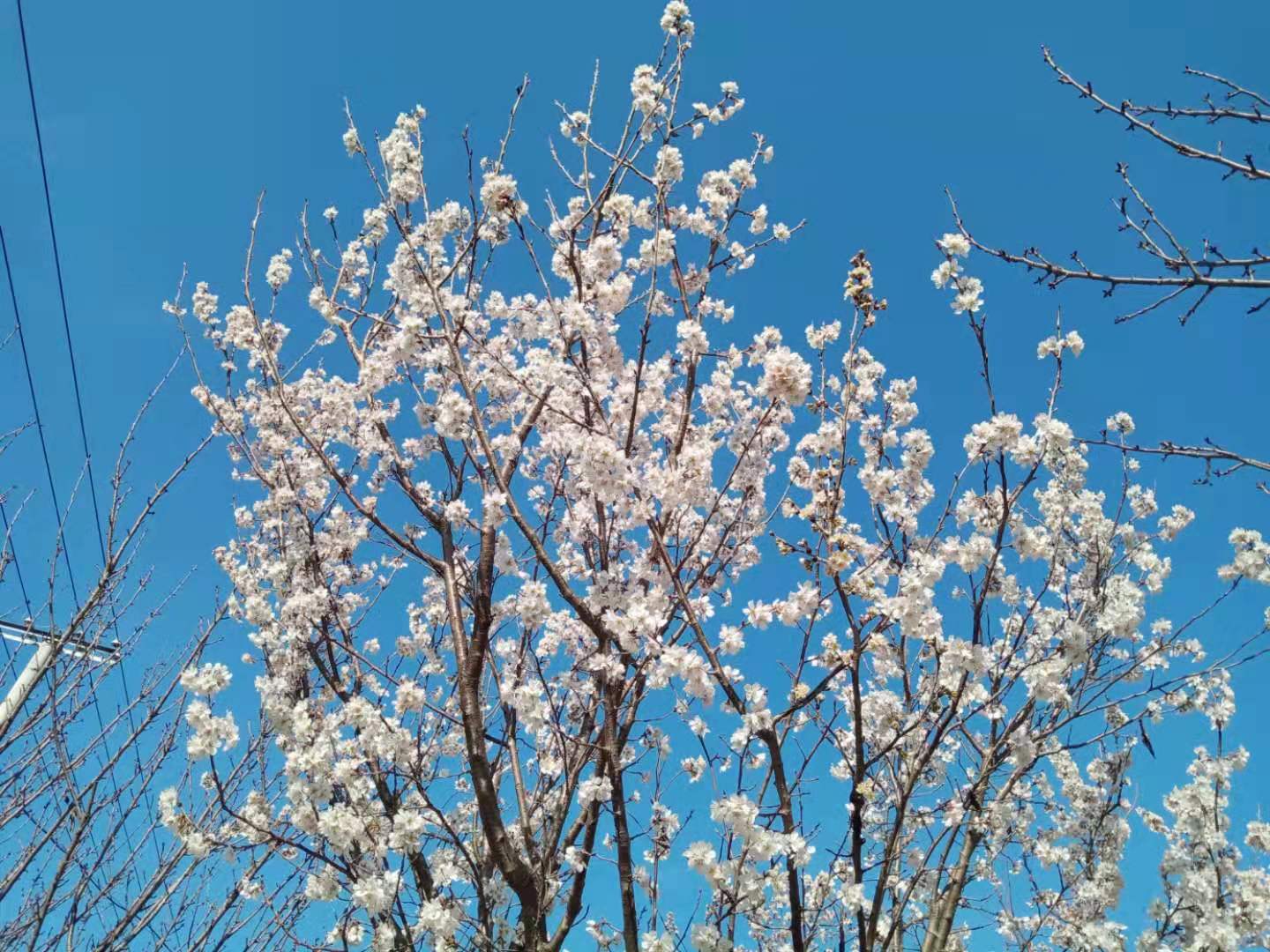 一年之计在于春，又逢樱桃花开时。